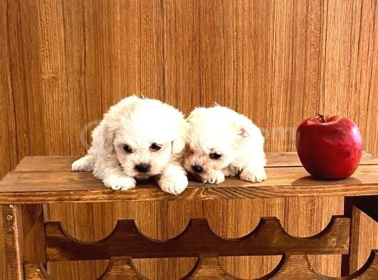 Teacup Maltese Bebeklerimiz görsel