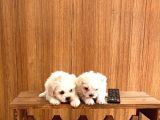 Teacup Maltese Bebeklerimiz