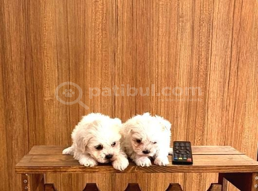 Teacup Maltese Bebeklerimiz görsel