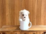 Teacup Maltese Bebeklerimiz