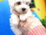 Mini Boy Maltese Yavrularımız