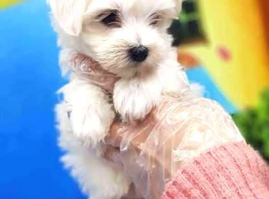 Mini Boy Maltese Yavrularımız görsel
