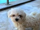 Mini Boy Maltese Yavrularımız