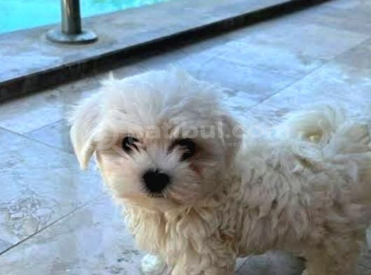 Mini Boy Maltese Yavrularımız görsel