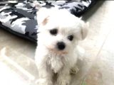 Mini Boy Maltese Yavrularımız