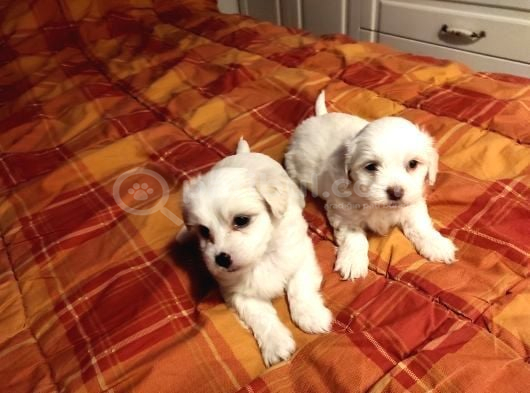Ev Doğumu Maltipoo Yavrularımız görsel
