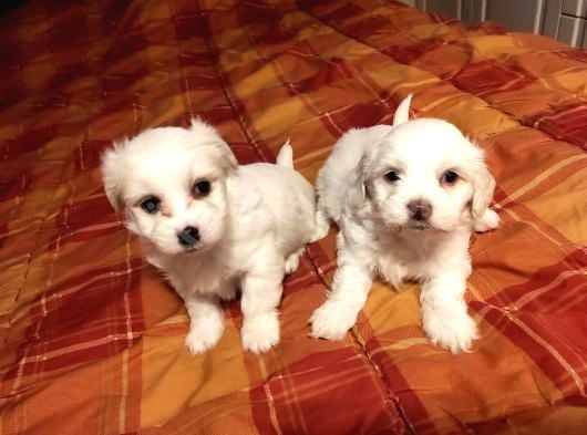Ev Doğumu Maltipoo Yavrularımız