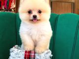 Orjinal Pomeranian Boo Yavrumuz Moi