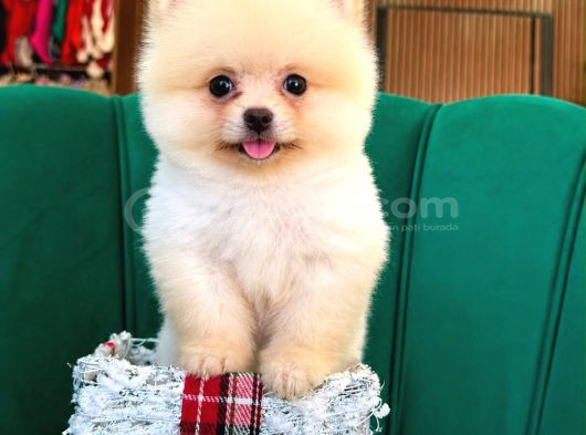 Orjinal Pomeranian Boo Yavrumuz moi