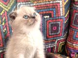 Boncuk Gözlü Tatlışlar Teslime Hazır