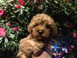 Teacup Poodle Bebek Safkan