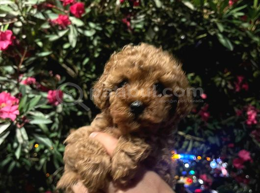 Teacup Poodle Bebek Safkan görsel