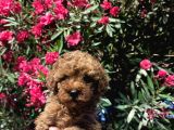 Teacup Poodle Bebek Safkan