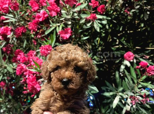 Teacup Poodle Bebek Safkan görsel