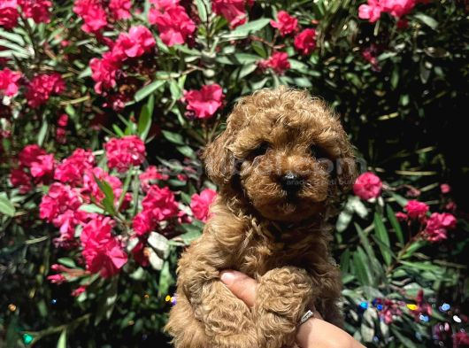 Teacup Poodle Bebek Safkan