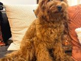3 Aylık Dişi Toy Poodle Yavrumuz
