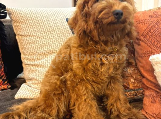 3 Aylık Dişi Toy Poodle Yavrumuz görsel