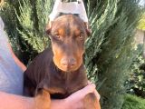 Estetikli Şahane Doberman