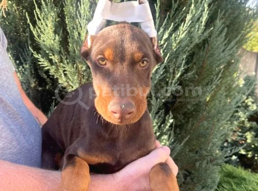 Estetikli Şahane Doberman