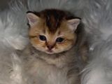 Golden Brtish Shortahir Ozel Yavrumuz