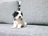 Kore Morkie Minnaklarım