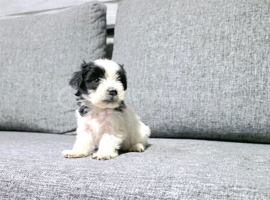 Kore Morkie Minnaklarım görsel