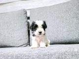 Kore Morkie Minnaklarım