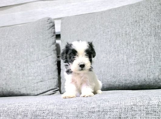 Kore Morkie Minnaklarım