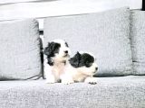 Kore Morkie Minnaklarım
