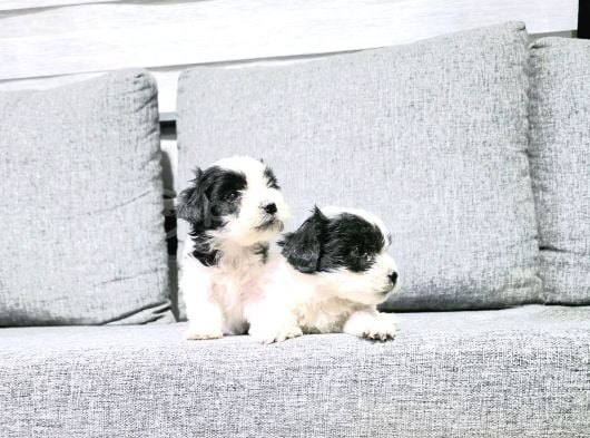 Kore Morkie Minnaklarım görsel
