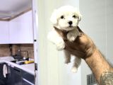 Kore Maltese Terrier Minnaklarım