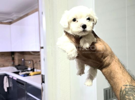 Kore Maltese Terrier Minnaklarım görsel