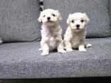 Kore Maltese Terrier Minnaklarım