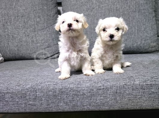 Kore Maltese Terrier Minnaklarım görsel
