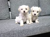 Kore Maltese Terrier Minnaklarım