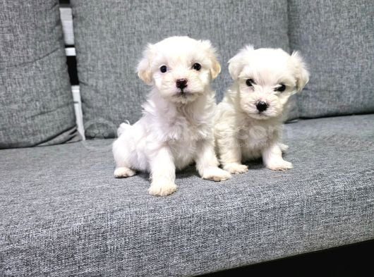 Kore Maltese Terrier Minnaklarım