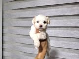 Kore Maltese Terrier Minnaklarım