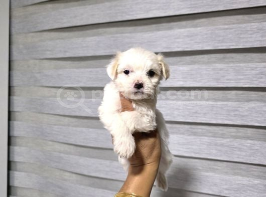 Kore Maltese Terrier Minnaklarım görsel