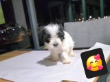Çok Büyümeyen Minyatür Minnaklarım