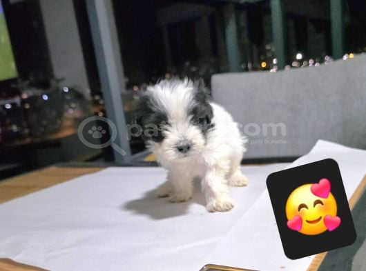 Çok Büyümeyen Minyatür Minnaklarım görsel