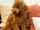 3 Aylık Dişi Toy Poodle Yavrumuz