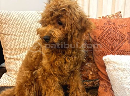 3 Aylık Dişi Toy Poodle Yavrumuz görsel