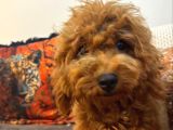 3 Aylık Dişi Toy Poodle Yavrumuz