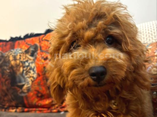3 Aylık Dişi Toy Poodle Yavrumuz görsel