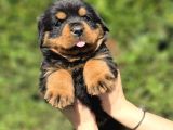 Efsane Rottweiler Dişi Ve Erkek Yavrular