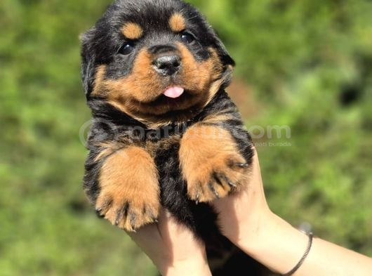 Efsane Rottweiler Dişi Ve Erkek Yavrular