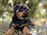 Efsane Rottweiler Dişi Ve Erkek Yavrular