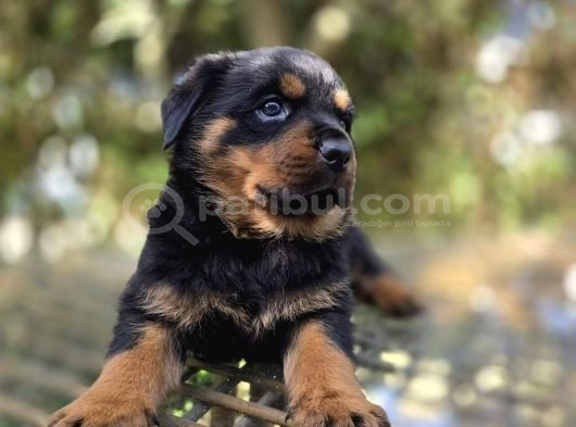 Efsane Rottweiler Dişi Ve Erkek Yavrular görsel