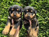 Efsane Rottweiler Dişi Ve Erkek Yavrular