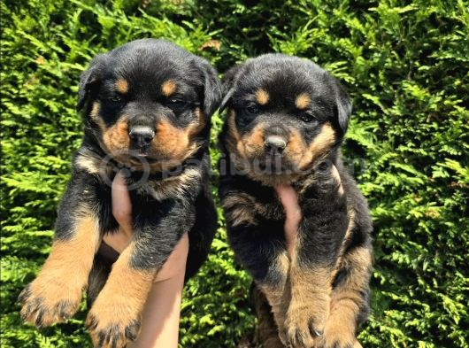 Efsane Rottweiler Dişi Ve Erkek Yavrular görsel